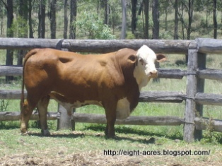 Braford bull