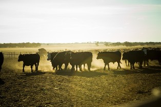 3 day cattle sickness alert
