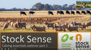 Calving essentials part 1