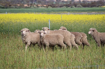 Flystrike in sheep